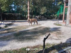 -上海野生动物园老虎餐厅