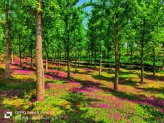 -汉长安城未央宫国家考古遗址公园