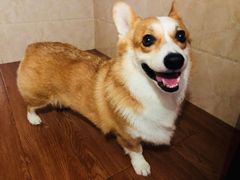 -汪说喵讲宠物乐园宠物酒店(红星美凯龙店)