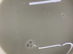 -老磁器口豆汁店(马家堡店)