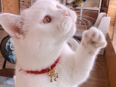 -猫的茶·猫咖