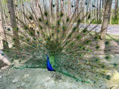 -昆山城市生态森林公园