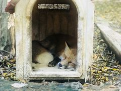 -宫城藏王狐狸村