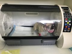 -谐和益家动物医院·免疫绝育·血液透析·宠保定点医院(高新伊藤分院)