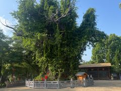 -大槐树寻根祭祖园