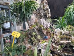 -桂林市花鸟市场