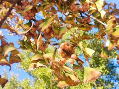 -大兴滨河森林公园