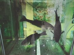 -凯盈阁·顺德私房菜·桑拿鸡