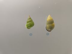 -青岛贝壳博物馆