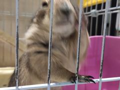 -猫色咖啡·猫咖
