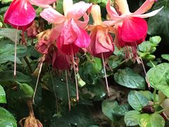 -又见炊烟．纳西小院云南菜