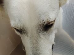 -北京观赏动物医院·24小时大型综合·猫专科·异宠专科