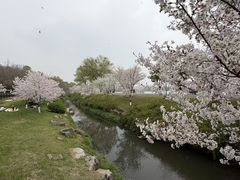 -羊山湖公园