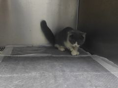 -嘉馨宠物医院·CT影像转诊·心脏科·犬猫全科诊疗中心(下沙大学城院区)