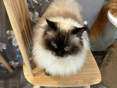 -楼上猫咖(罗湖店)
