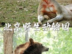 -北京野生动物园