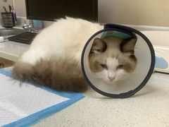 -安安宠医·臻爱宠物医院·宠保定点(营门口路分院)