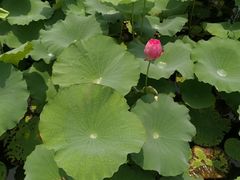 -洪湖生态旅游区