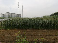 -田园东方蜜桃村的田野营地