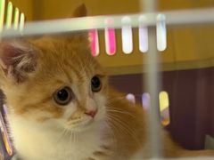 -小猫来了·猫舍(红山六九七九店)