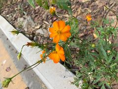 -麦当劳(浦珠路得来速店)