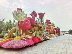 -荷兰花海