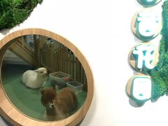 -藦茜花园宠物主题亲子互动体验馆(国顺东路店)