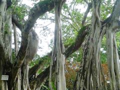 -瑞丽独树成林风景区