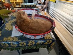 -平行世界·猫咖(首经贸店)