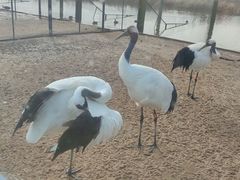 -盐城丹顶鹤湿地生态旅游区