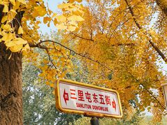 -三里屯东五街银杏大道