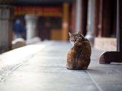 -龙华寺
