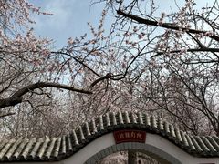 -桃花堤公园