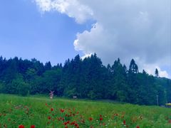 -武陵山森林公园