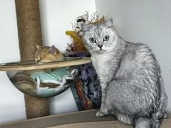 -纳吉亚猫专科动物医院(康都外科中心)