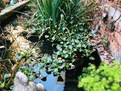 -谷咖啡·鲜花绿植花园餐厅