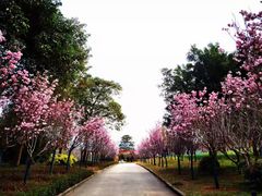 -天适樱花悠乐园