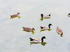 -五缘湾湿地公园