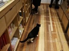 -猫的天空之城概念书店(杭州南宋御街店)