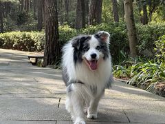 -铁山坪森林公园