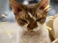 -momokira米努特·德文卷毛猫·棉花面纱犬