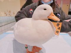 -RU DUCK柯尔鸭公社·撸鸭俱乐部·羊驼·小香猪