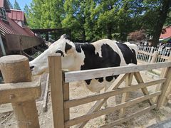 -神户市立六甲山牧场