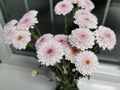 -朝来春花卉市场