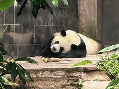 -中国大熊猫保护研究中心雅安碧峰峡基地