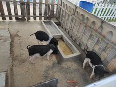 -大连铭湖国际观光牧场