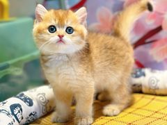 -糯米喵星人总部直营旗舰店·猫舍·幼猫出售