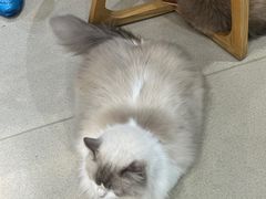 -藏猫猫咖啡主题馆(中央大道店)