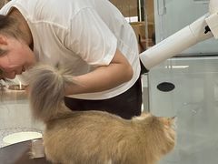 -momokira米努特·德文卷毛猫·棉花面纱犬