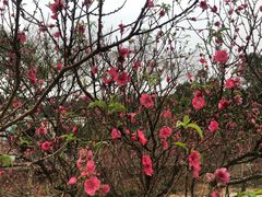 -南国桃园旅游度假区